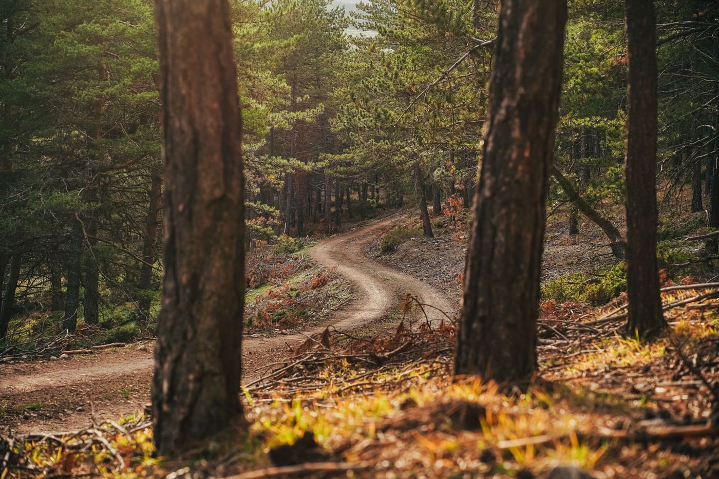 A winding dirt track through pine trees lit by warm low sunlight
