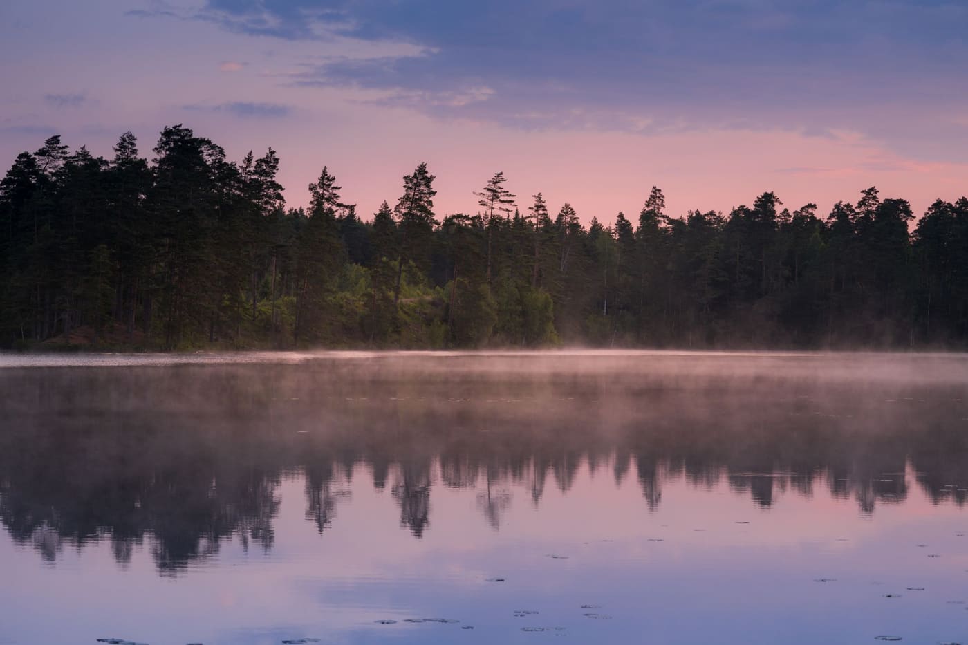 A dark line of pine forest reflected in still water under a pink and purple dawn sky