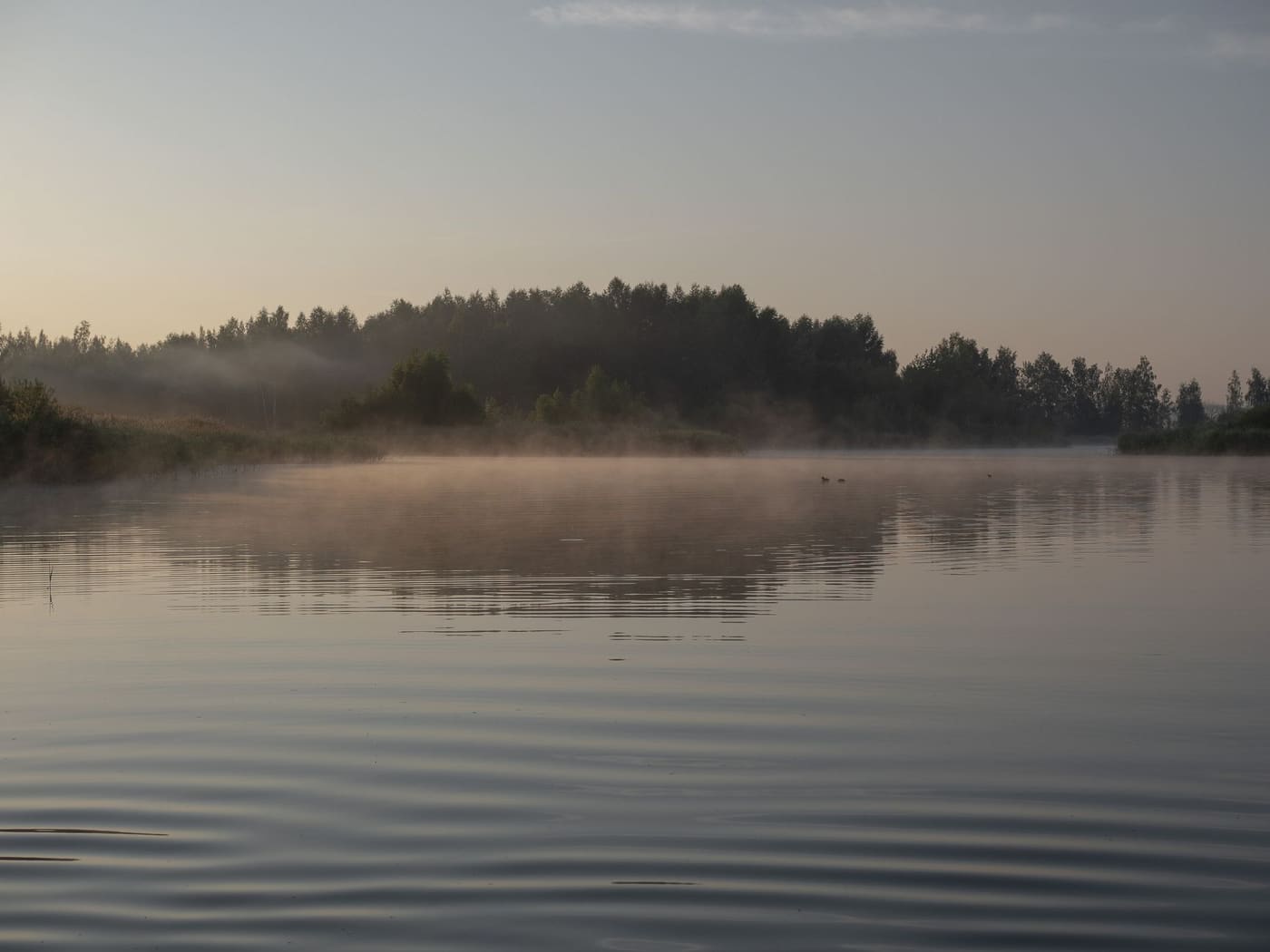 Still water and a tree-lined shore under soft morning mist