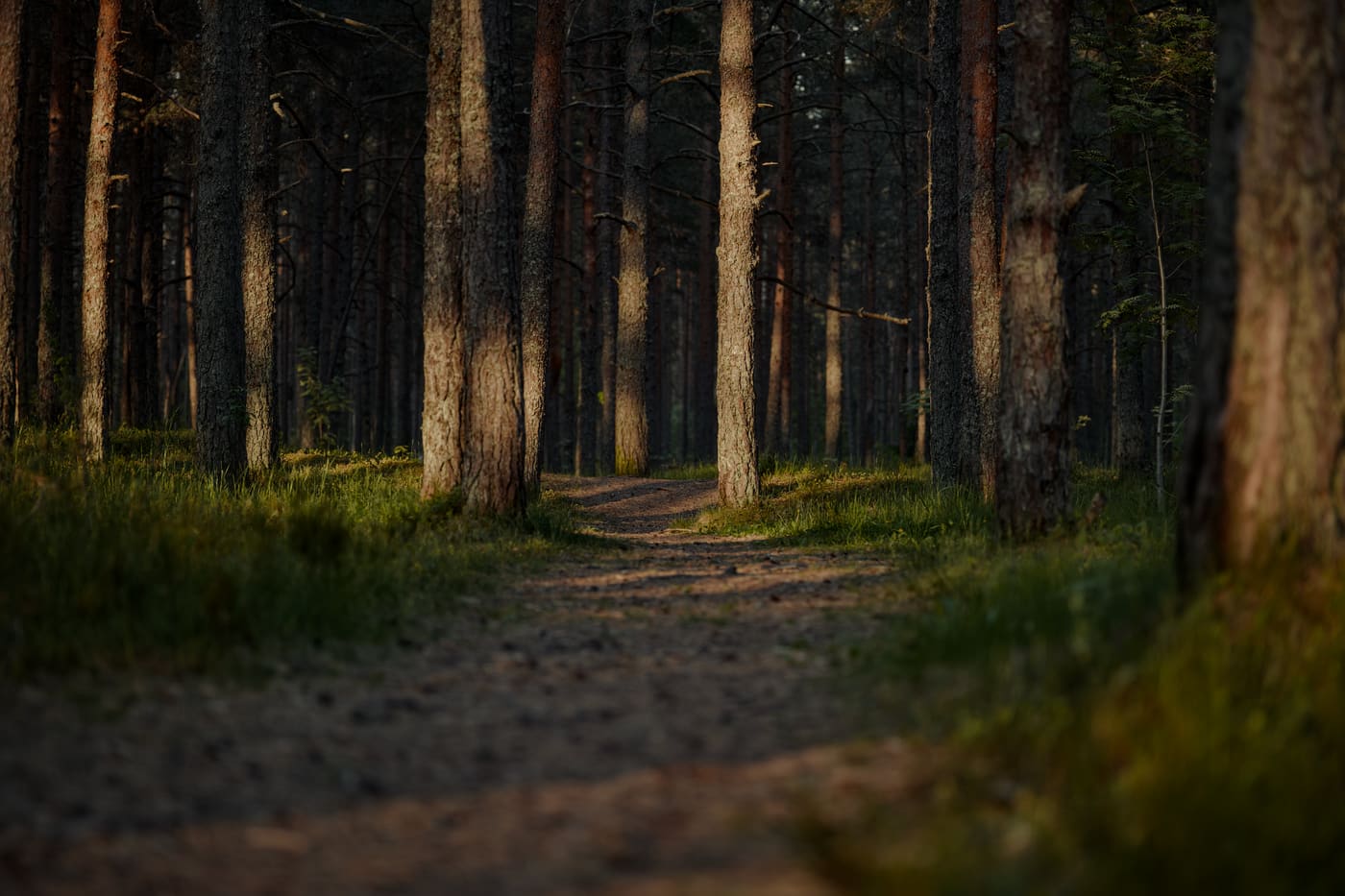 A quiet dirt path running between tall pine trunks in late light